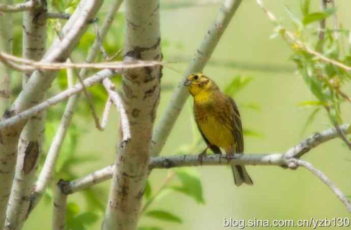 有幸记录到黄鹀（组图，7张图片）