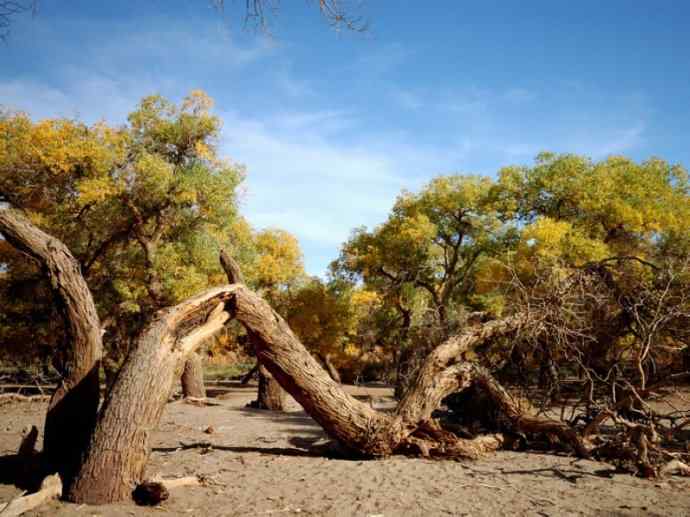 鱼类活化石：齿蝶鱼