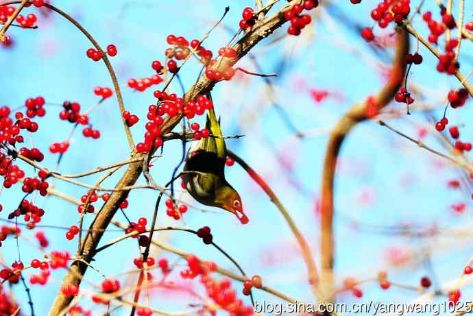 北京植物园的鸟类——红胁绣眼鸟（6）