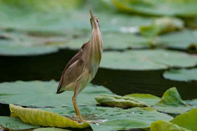 初到将府拍小鳽 初到将府拍小鳽