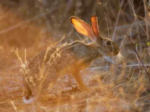 动物世界：山寨还是原创之十四