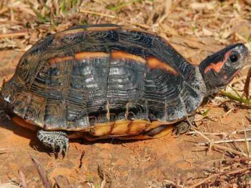 玄武：传说的兽原型探秘（潮龟）