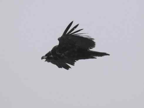 鸟类之最:大秃鹫