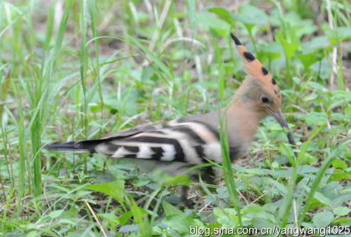 北京动物园的鸟类——巧遇啄木鸟