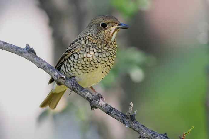 【新鸟】白喉矶鸫（雌）