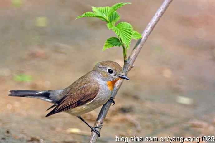 雄性红喉姬鹟（16）