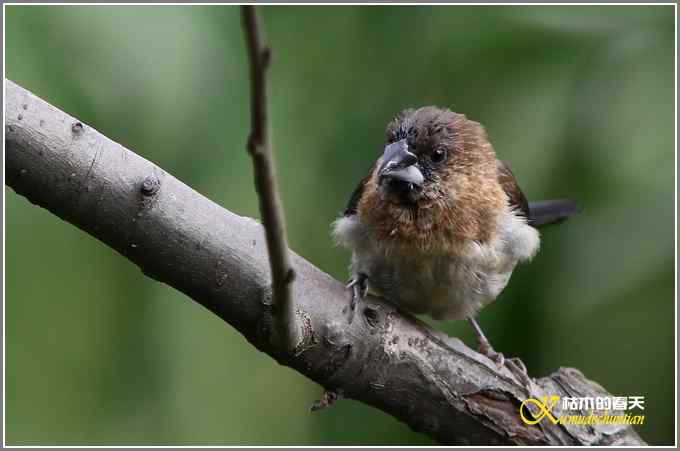 棕腹啄木鸟和其他【照片】