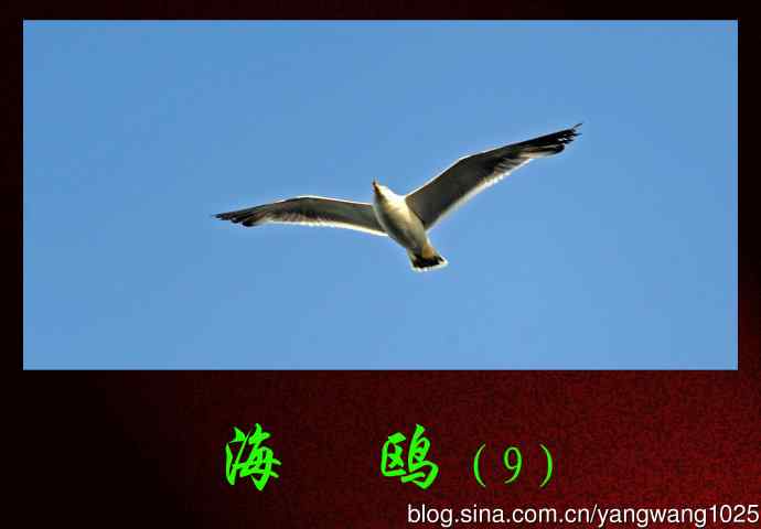 海鸥（9）