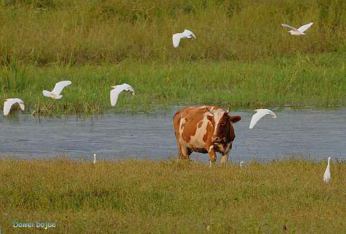 牛鹭两相伴 wbr景鸟一镜收 牛鹭两相伴 wbr景鸟一镜收