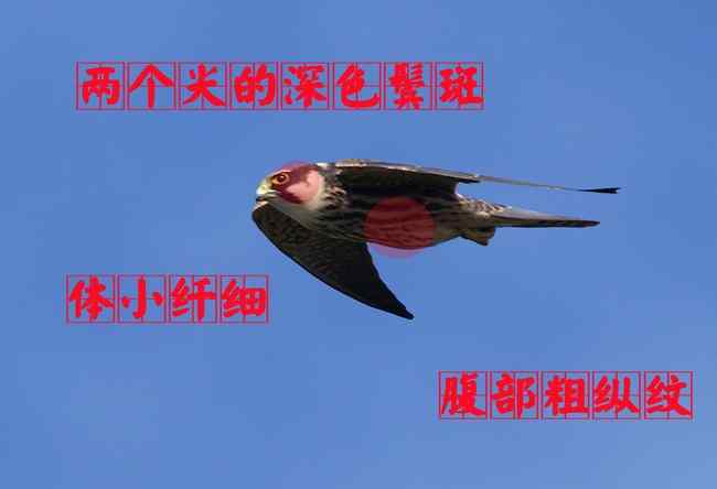 猛禽大全——中国东部地区27种迁徙类猛禽辨识