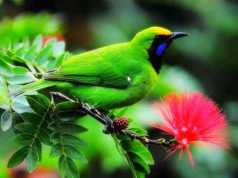 美丽无罪：雀鸟之叶鹎