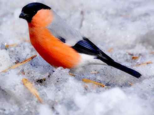 美丽无罪：雀鸟之雀类