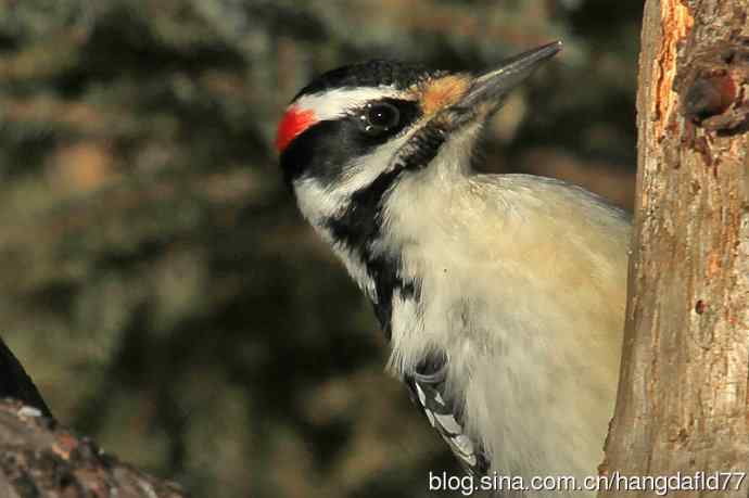 毛发啄木鸟（2）