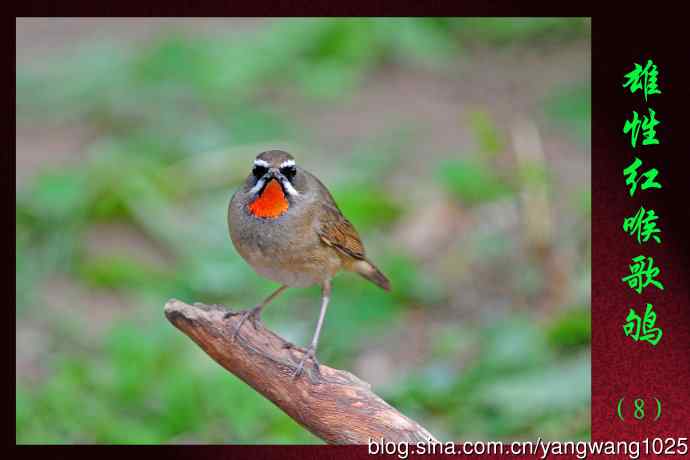 雄性红喉歌鸲（8）
