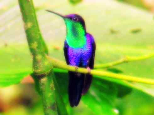 雀鸟也彪悍：别拿豆包不当干粮（蜂鸟）