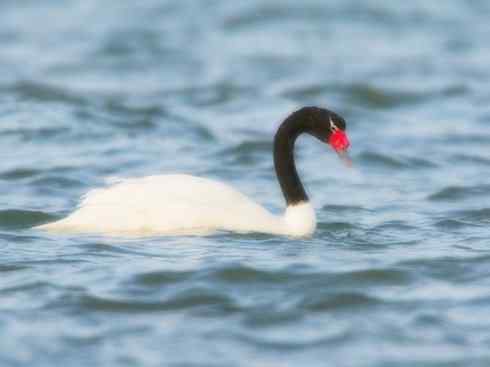 奇特的盔：黑颈天鹅