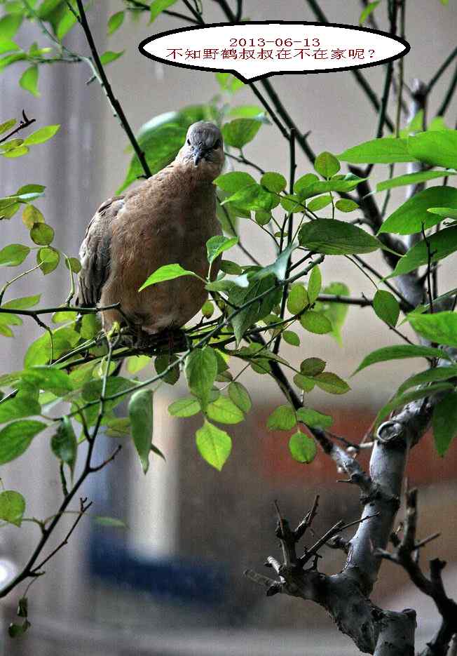 人鸟情未了-闹市十五楼珠颈斑鸠育儿记