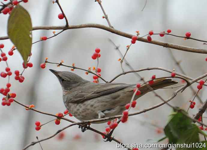 枝头小鸟.斑鸫(莲花池)