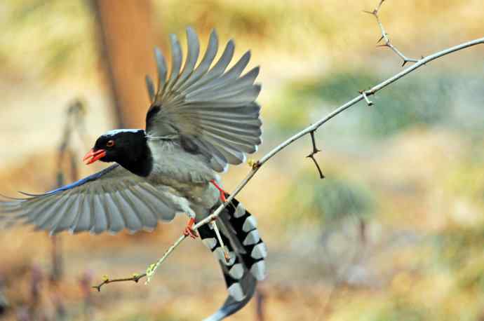 红嘴蓝鹊(13) 红嘴蓝鹊(13)