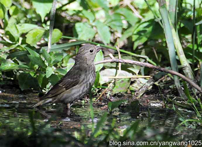 普通朱雀（雌性）