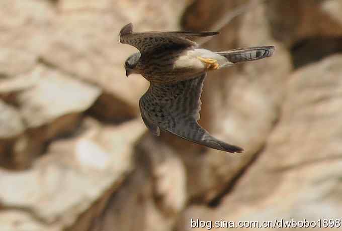 生猛红隼和白尾海雕 生猛红隼和白尾海雕
