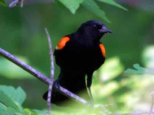 雀鸟也彪悍:小鸟也疯狂(红翅黑鹂) 雀鸟也彪悍:小鸟也疯狂(红翅黑鹂——拟鹂科的战斗种族)