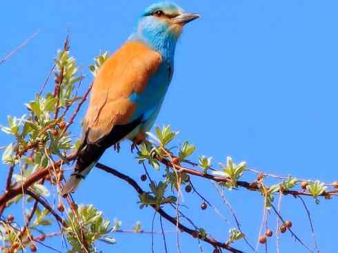 绝色攀禽：佛法僧目之佛法僧