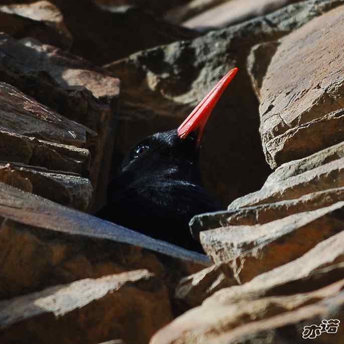 四川松岗&nbsp;wbr路&nbsp;wbr红嘴山鸦