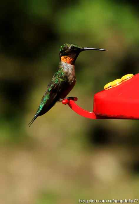 红玉喉北蜂鸟（2）