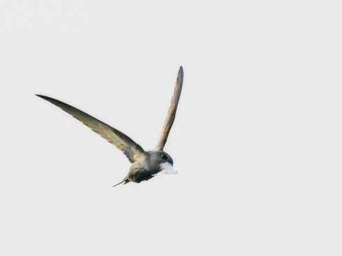 鸟类之最：尖尾雨燕