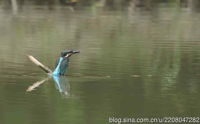 224.可爱小翠---翠鸟之吻