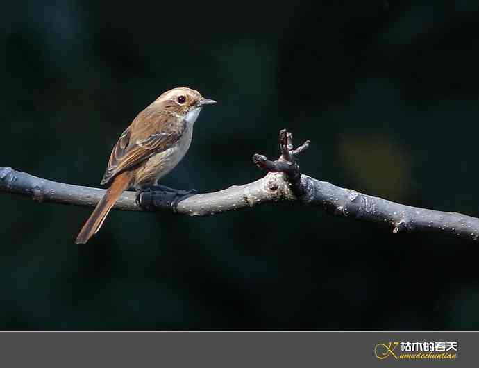 云南拍鸟：灰林鵖【实拍】