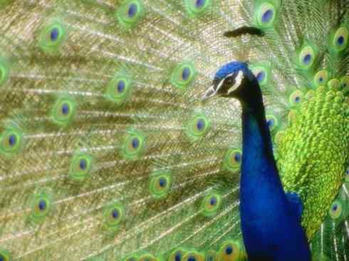 家禽驯化之源之七