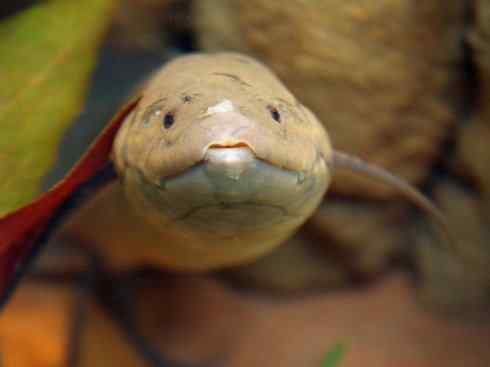 鱼类活化石：非洲肺鱼