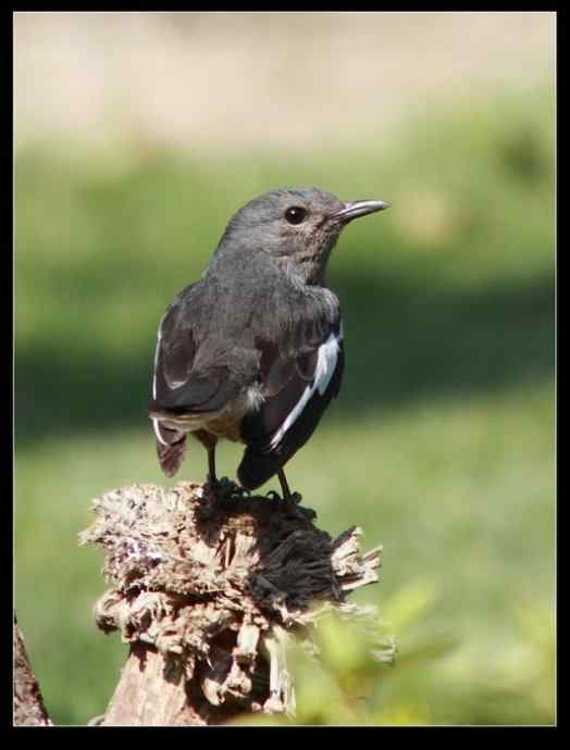 寻找红嘴相思鸟 寻找红嘴相思鸟
