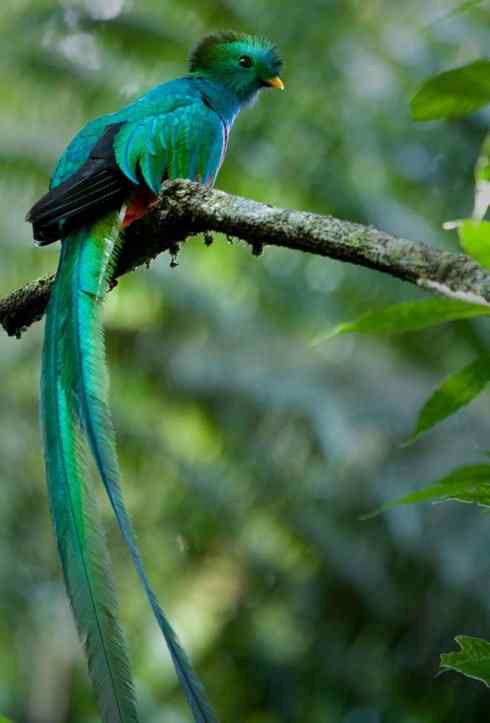 鸟类之最：凤尾绿咬鹃