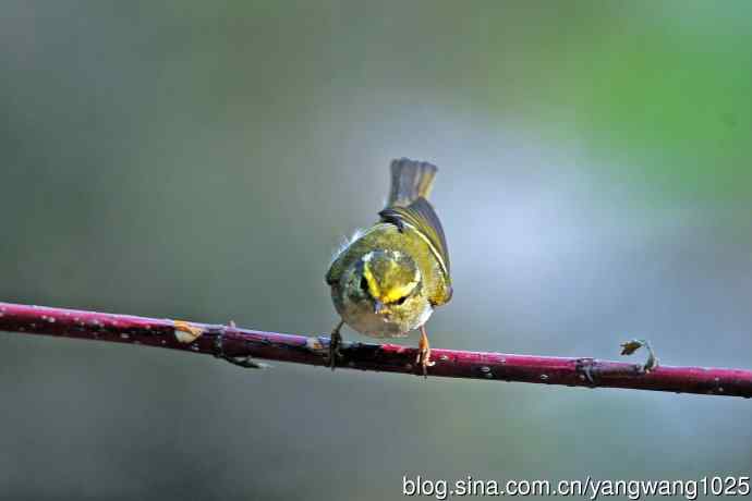 黄腰柳莺（23）