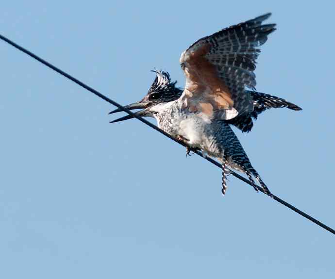 一次拍鸟会友的愉快经历