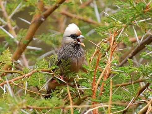 白头鸟系列：另类的美丽6