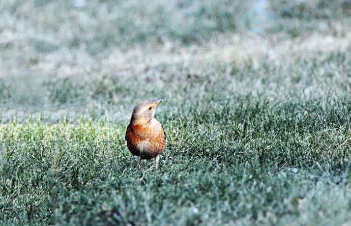 杂片（随走随拍）