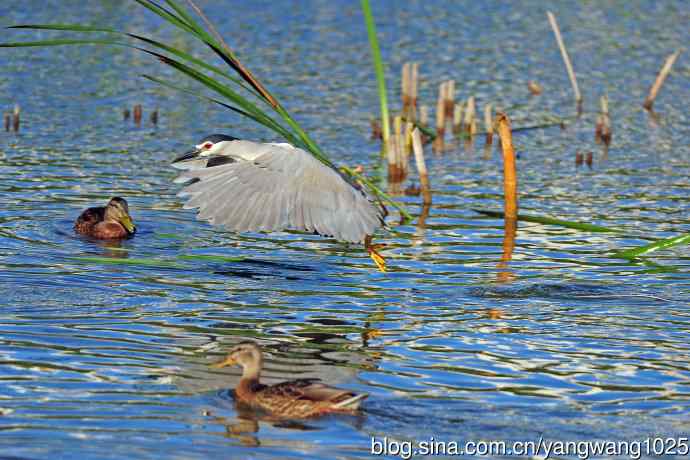 北京将府公园的鸟类——捕鱼的夜鹭（1）