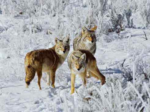 犬科:犬亚科犬属之郊狼、红狼 犬科:犬亚科犬属之郊狼、红狼