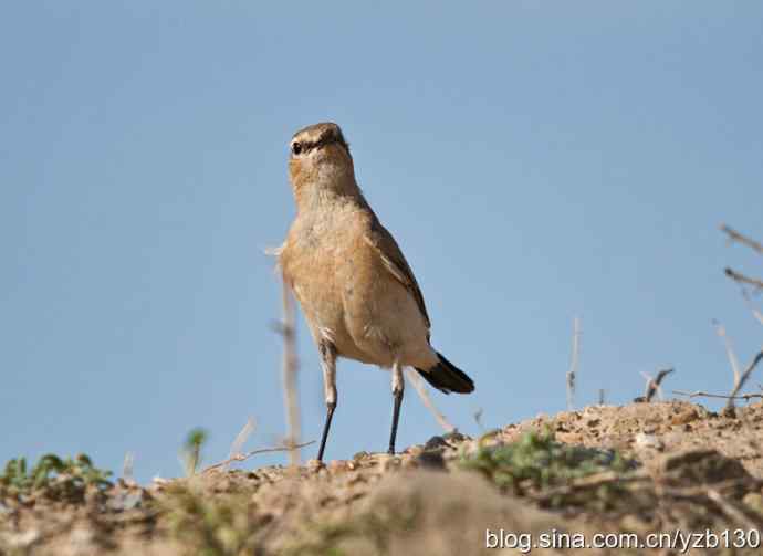 悬停，是一种尽职尽责（组图，22张图片）