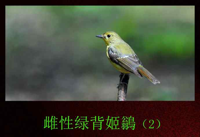 雌性绿背姬鶲(2) 雌性绿背姬鶲(2)