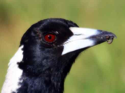 雀鸟也彪悍：战斗机（黑背钟鹊）