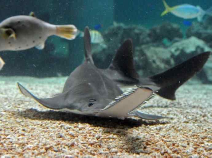 鱼类活化石:锯鳐 鱼类活化石:锯鳐