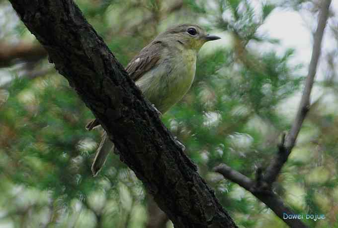 再拍:白眉.紫背和黄鹂 再拍:白眉.紫背和黄鹂