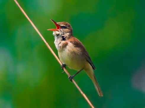 鸟类之最:湿地苇莺