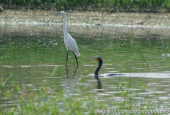 沙河水鸟乐拍 沙河水鸟乐拍