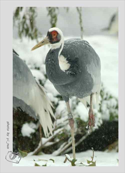 北京动物园水禽（2009-11-12）